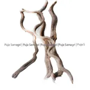 Puja Samagri- Nagbeli (नागबेली) Approx: 35inch